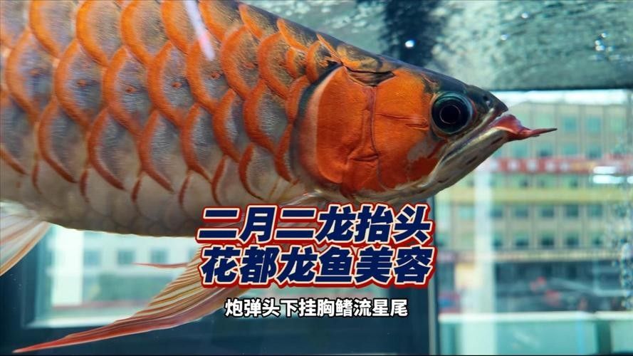 如何聯系龍魚美容師進行咨詢：龍魚美容師收費標準