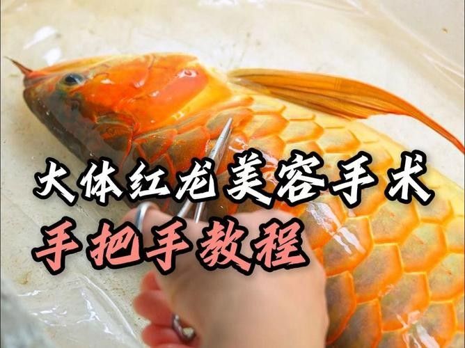 如何聯系龍魚美容師進行咨詢：龍魚美容師收費標準