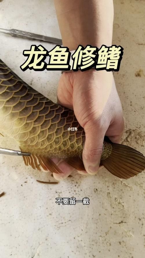 如何聯系龍魚美容師進行咨詢：龍魚美容師收費標準
