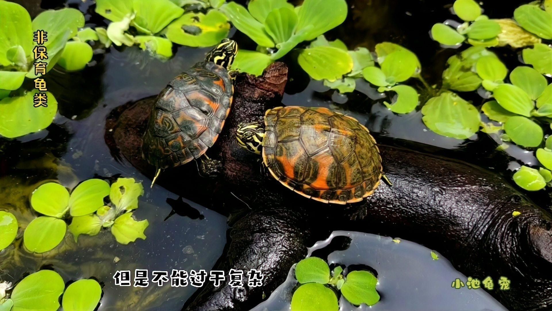 如何預防魚體充血的發生，體檢測流程圖、增氧設備使用體檢測流程圖、增氧常見問題