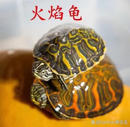 如何避免火焰龜咬傷龍魚：火焰龜40問之第15問