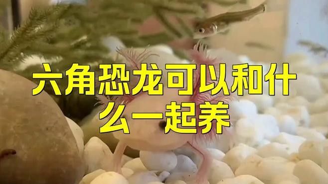 六角恐龍魚可以和其他什么魚混養：六角恐龍魚可以和什么一起養 六角恐龍魚可以和其他什么魚混養：六角恐龍魚可以和什么一起養 龍魚百科 第8張