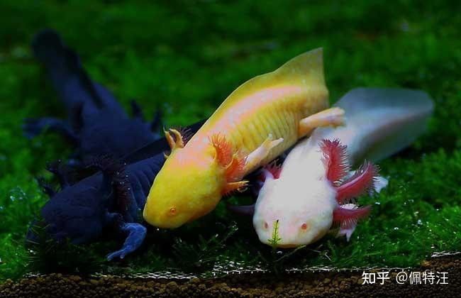 六角恐龍魚可以和其他什么魚混養：六角恐龍魚可以和什么一起養 六角恐龍魚可以和其他什么魚混養：六角恐龍魚可以和什么一起養 龍魚百科 第16張