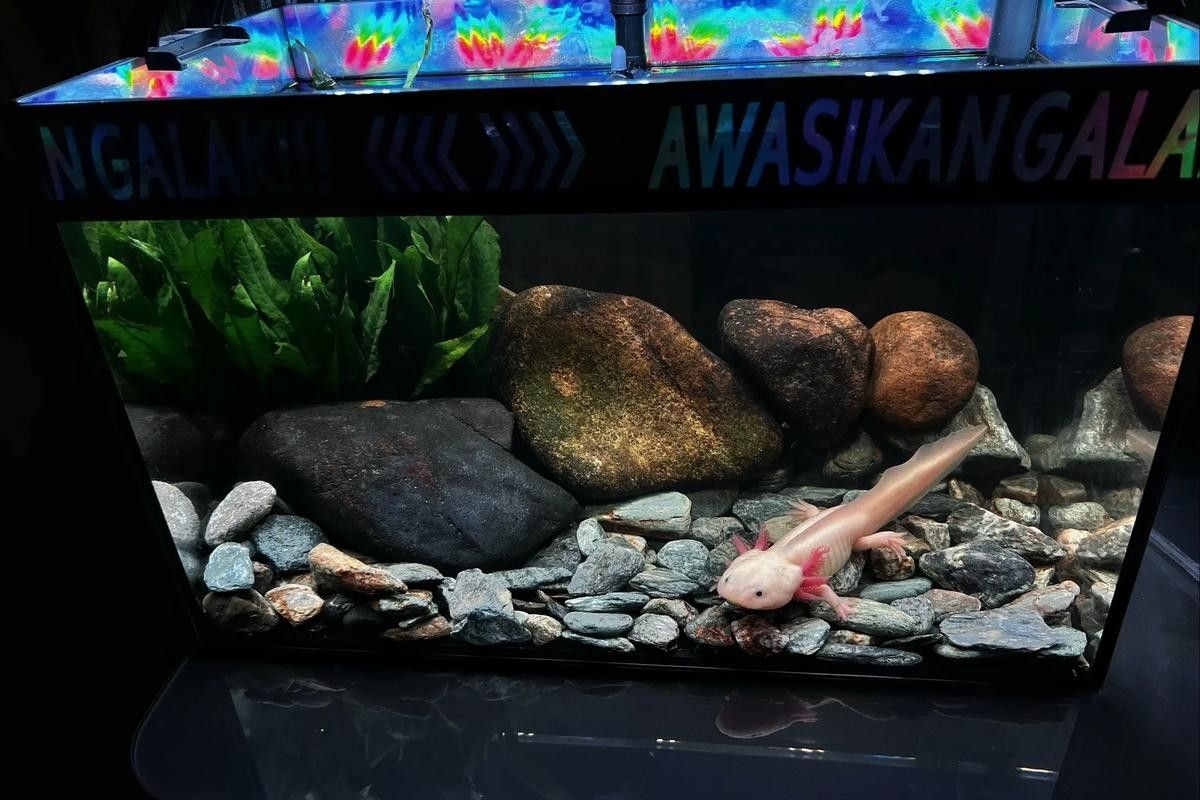 六角恐龍魚可以和其他什么魚混養：六角恐龍魚可以和什么一起養 六角恐龍魚可以和其他什么魚混養：六角恐龍魚可以和什么一起養 龍魚百科 第12張