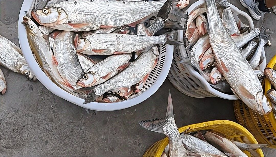 翹嘴龍魚的價格是多少？：翹嘴魚的價格因品種、規格和銷售渠道差異較大 翹嘴龍魚的價格是多少？：翹嘴魚的價格因品種、規格和銷售渠道差異較大 龍魚百科 第4張
