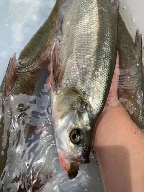 翹嘴龍魚的價格是多少？：翹嘴魚的價格因品種、規格和銷售渠道差異較大 翹嘴龍魚的價格是多少？：翹嘴魚的價格因品種、規格和銷售渠道差異較大 龍魚百科 第11張