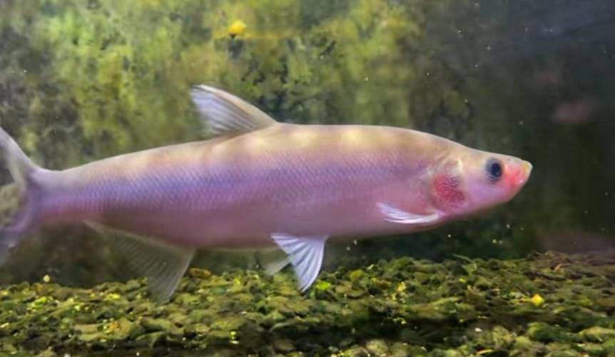翹嘴龍魚的價格是多少？：翹嘴魚的價格因品種、規格和銷售渠道差異較大 翹嘴龍魚的價格是多少？：翹嘴魚的價格因品種、規格和銷售渠道差異較大 龍魚百科 第10張