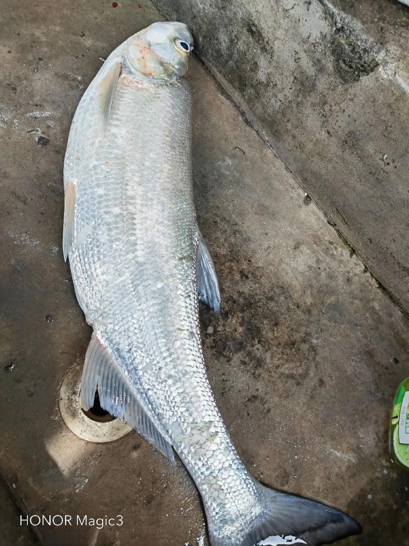 翹嘴龍魚的價格是多少？：翹嘴魚的價格因品種、規格和銷售渠道差異較大 翹嘴龍魚的價格是多少？：翹嘴魚的價格因品種、規格和銷售渠道差異較大 龍魚百科 第12張