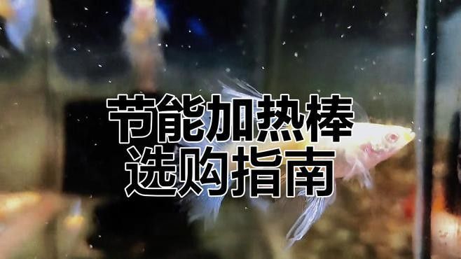 如何判斷加熱棒的質量：判斷加熱棒質量需從材質、性能、安全性和品牌等多方面綜合評估 如何判斷加熱棒的質量：判斷加熱棒質量需從材質、性能、安全性和品牌等多方面綜合評估 龍魚百科 第2張
