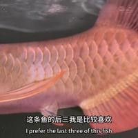 改良紅龍魚有哪些知名品種：改良紅龍魚是傳統紅龍品種通過人工選育或雜交優化產物