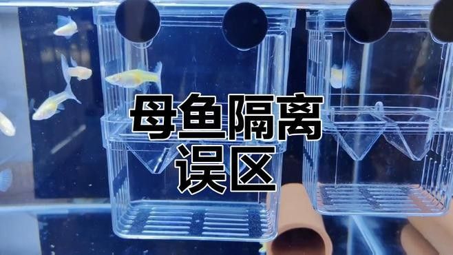 產卵后如何隔離親魚？：養魚老道，魚產卵后護理指南