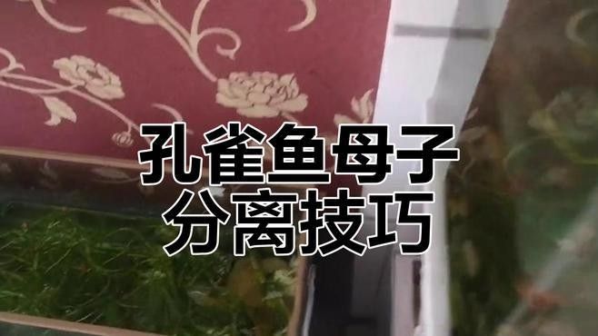 產卵后如何隔離親魚？：養魚老道，魚產卵后護理指南