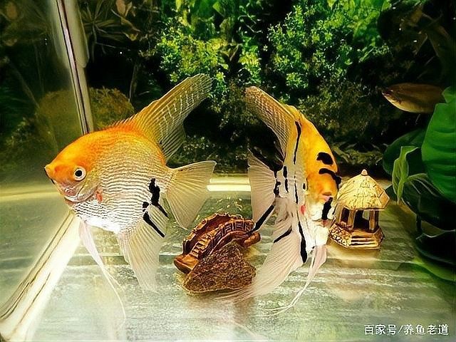 產卵后如何隔離親魚？：養魚老道，魚產卵后護理指南