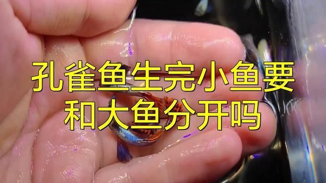 產卵后如何隔離親魚？：養魚老道，魚產卵后護理指南