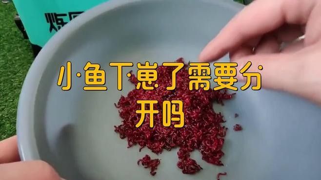 產卵后如何隔離親魚？：養魚老道，魚產卵后護理指南
