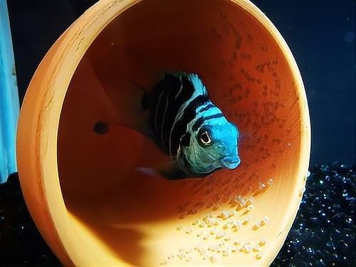 產卵后如何隔離親魚？：養魚老道，魚產卵后護理指南