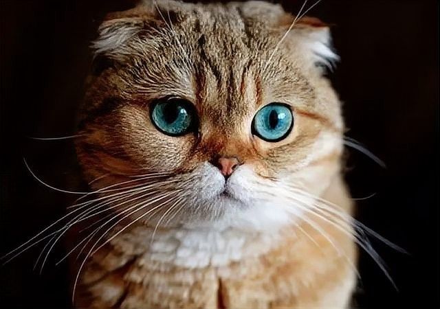 哪些貓品種最粘人？：全網(wǎng)最粘人的十大品種貓，第一名居然是它