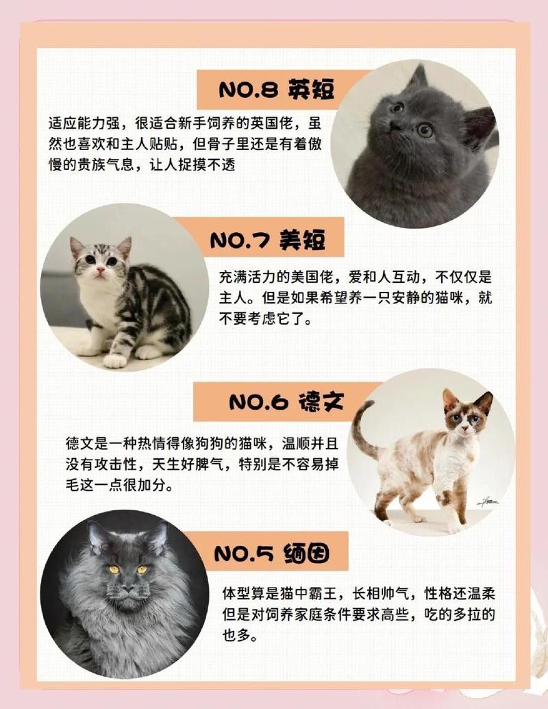 哪些貓品種最粘人？：全網最粘人的十大品種貓，第一名居然是它