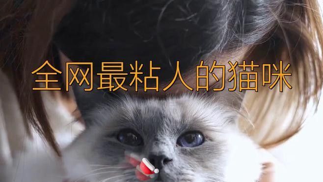 哪些貓品種最粘人？：全網最粘人的十大品種貓，第一名居然是它