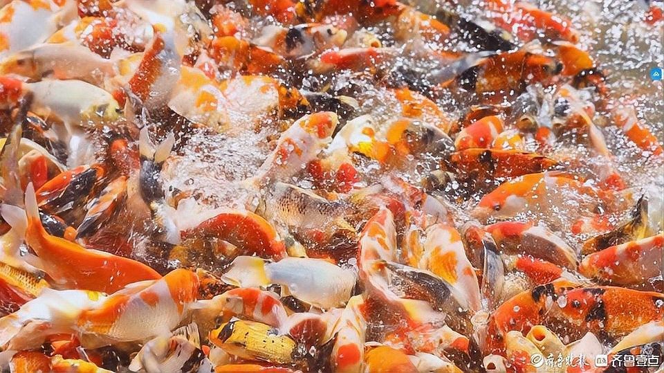多縣哪個水族館龍魚好？祥龍魚場龍魚：廣州龍魚祥龍魚場