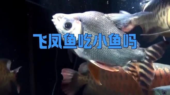 飛鳳魚混養(yǎng)需要多大的魚缸？：萌寵百科小團(tuán)團(tuán)，飛鳳魚混養(yǎng)需要注意什么？
