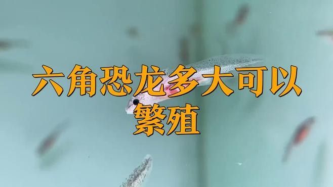 六角龍繁殖周期是多久？：六角恐龍的繁殖周期 六角龍繁殖周期是多久？：六角恐龍的繁殖周期 龍魚百科 第1張