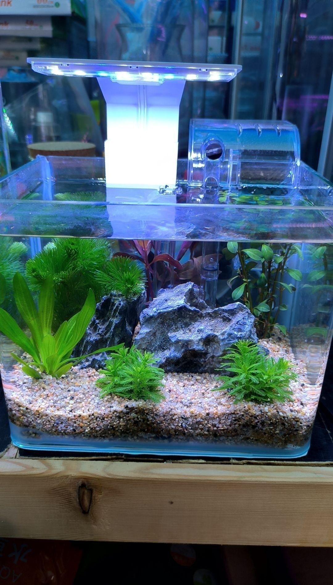 岢嵐哪個水族館龍魚好？祥龍魚場龍魚：北京岢嵐縣水族館未明確提及“祥龍魚場”或專業龍魚養殖機構