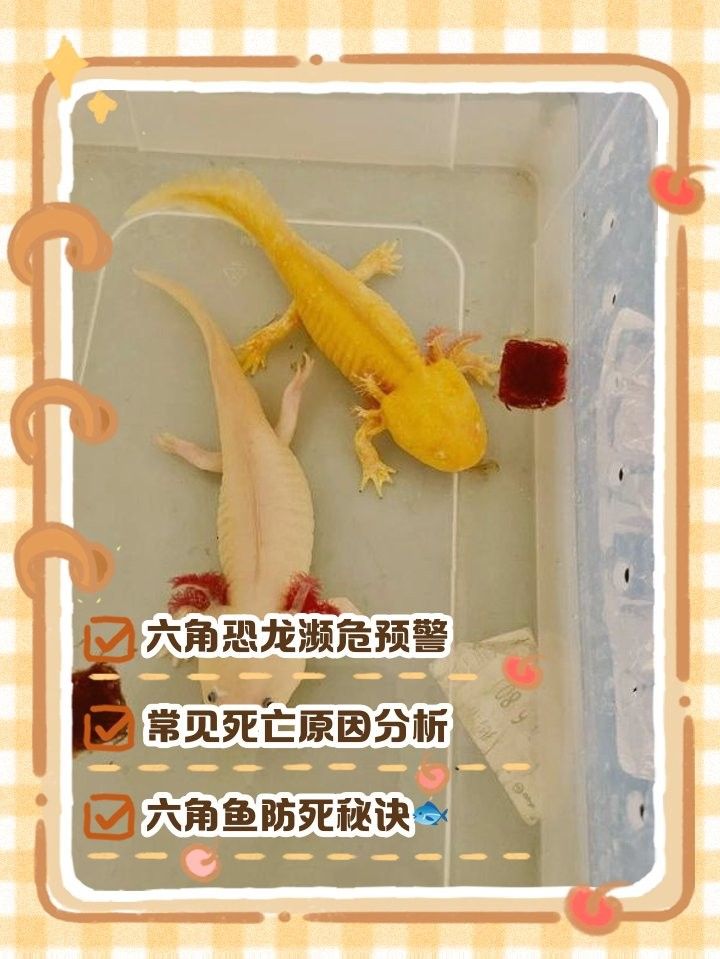 六角龍魚身上爛了會死嗎：六角龍魚死亡前兆汪星社寵物三千問