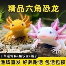 紅鰓墨蘭六角恐龍魚的市場價格：紅鰓墨蘭六角恐龍魚市場價格因品相、尺寸和銷售渠道差異較大