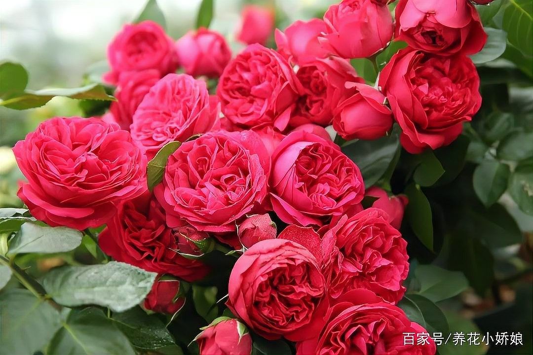 紅龍月季有哪些常見病害：月季紅色龍沙寶石的優缺點 紅龍月季有哪些常見病害：月季紅色龍沙寶石的優缺點 龍魚百科 第10張