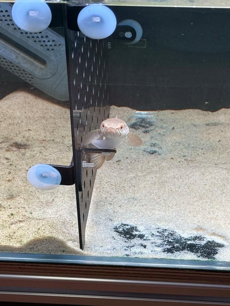 鬼王雷龍魚繁殖需要哪些特殊設備？：雷龍魚養殖必備設備清單,新手必看! 鬼王雷龍魚繁殖需要哪些特殊設備？：雷龍魚養殖必備設備清單,新手必看! 龍魚百科 第6張
