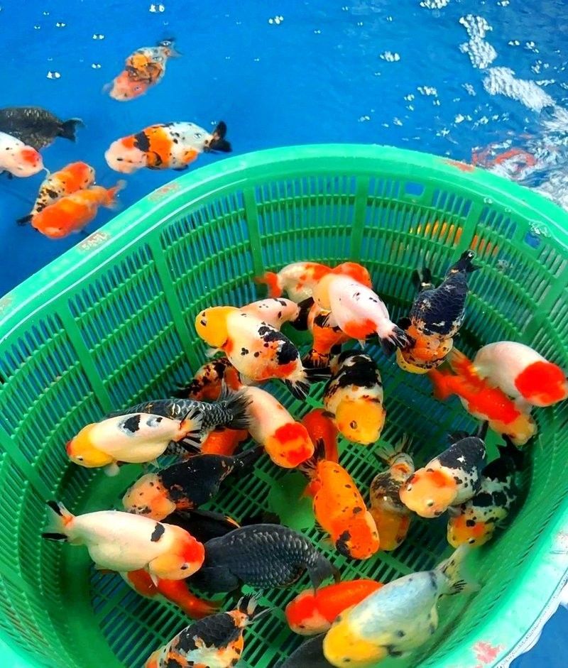 龍魚跳缸后多久可以喂食：龍魚跳缸后如何恢復喂食 龍魚跳缸后多久可以喂食：龍魚跳缸后如何恢復喂食 龍魚百科 第10張