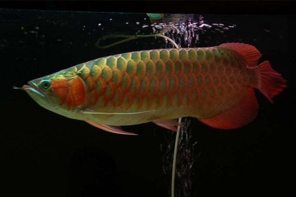 上海龍魚大賽有哪些參賽品種：上海龍魚大賽參賽品種主要分類：紅龍和金龍兩大類