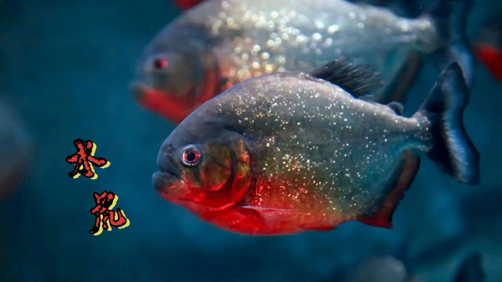 紅腹水虎的攻擊性有多強：南亞馬遜流域三大攻擊性觀賞魚你都養過哪幾種
