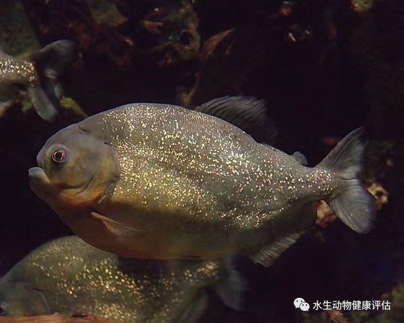 紅腹水虎的攻擊性有多強：南亞馬遜流域三大攻擊性觀賞魚你都養過哪幾種