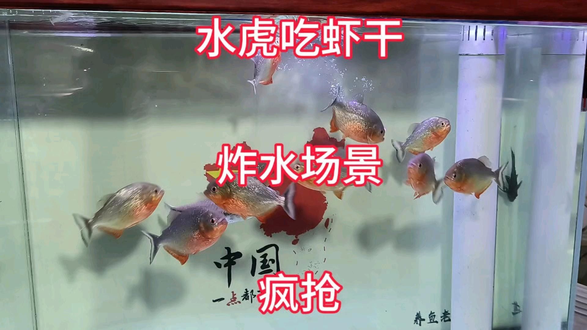 紅腹水虎的攻擊性有多強：南亞馬遜流域三大攻擊性觀賞魚你都養過哪幾種