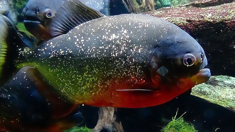 紅腹水虎的攻擊性有多強：南亞馬遜流域三大攻擊性觀賞魚你都養過哪幾種