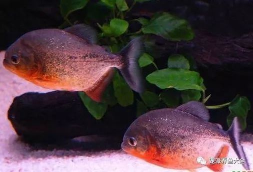 紅腹水虎的攻擊性有多強：南亞馬遜流域三大攻擊性觀賞魚你都養過哪幾種