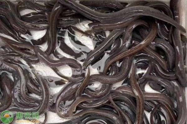 布氏鰻雷龍的價格是多少：養魚大全，雷龍魚怎么養