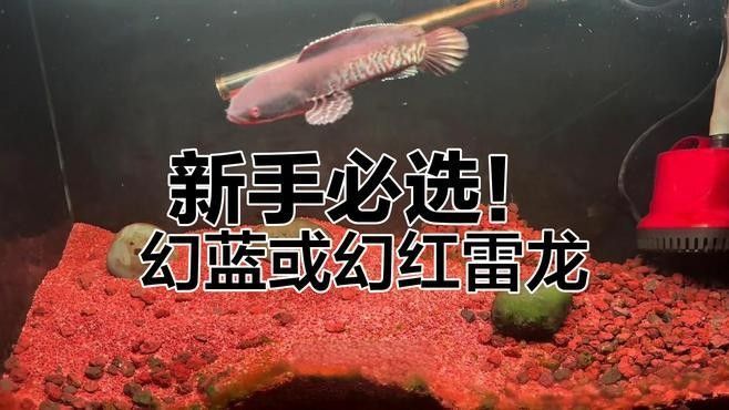 幻紅和幻藍哪個更適合新手：幻藍雷龍和幻紅雷龍初期可能表現膽怯，適合追求視覺沖擊的玩家