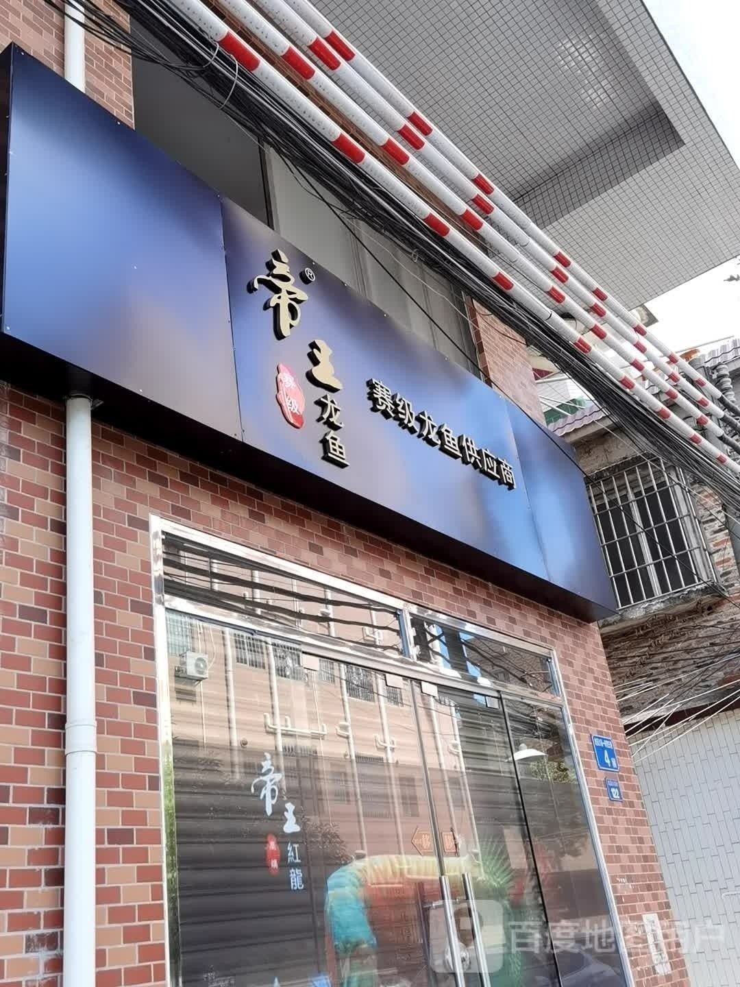 廣州市還有哪些知名的龍魚商家：廣州市荔灣區龍魚商家