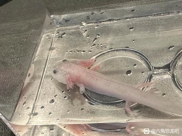 六角恐龍魚咬傷后如何處理？：六角恐龍魚咬傷了怎么辦