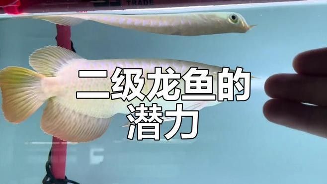 如何判斷金龍魚苗的血統(tǒng)純正：判斷金龍魚苗血統(tǒng)純正需綜合觀察鱗片、底色等關(guān)鍵特征