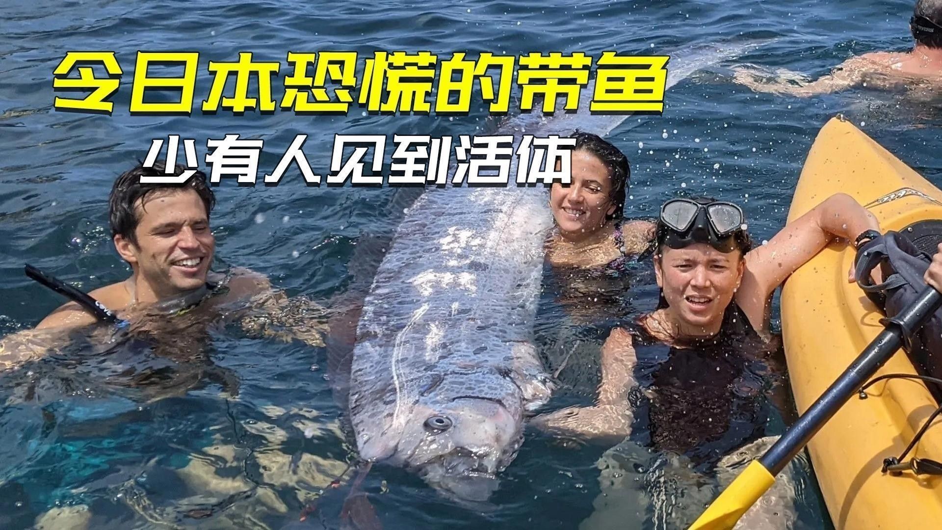 如何區(qū)分真假白龍魚(yú)：真白龍魚(yú)的種類及種類介紹