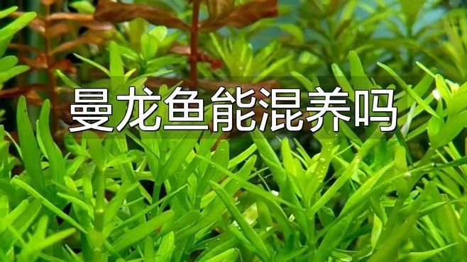 曼龍魚領地沖突的解決方法：曼龍魚為什么會攻擊其他魚嗎