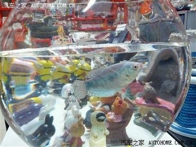 曼龍魚領地沖突的解決方法：曼龍魚為什么會攻擊其他魚嗎