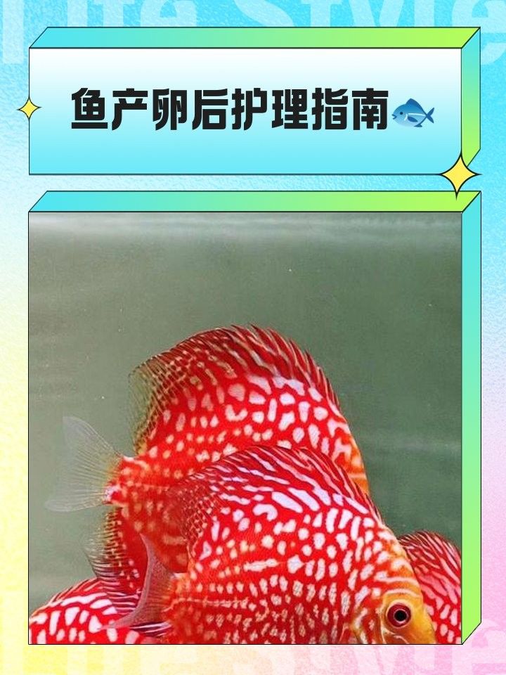 六角恐龍魚產卵后如何護理：六角恐龍魚產卵后護理需重點關注親魚管理、魚卵孵化及幼苗培育三個環節 六角恐龍魚產卵后如何護理：六角恐龍魚產卵后護理需重點關注親魚管理、魚卵孵化及幼苗培育三個環節 龍魚百科 第5張