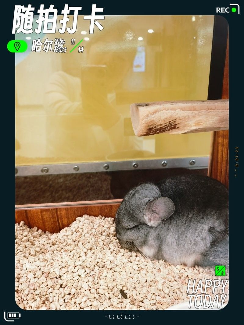 龍魚貓是不是指龍貓：龍貓是什么？