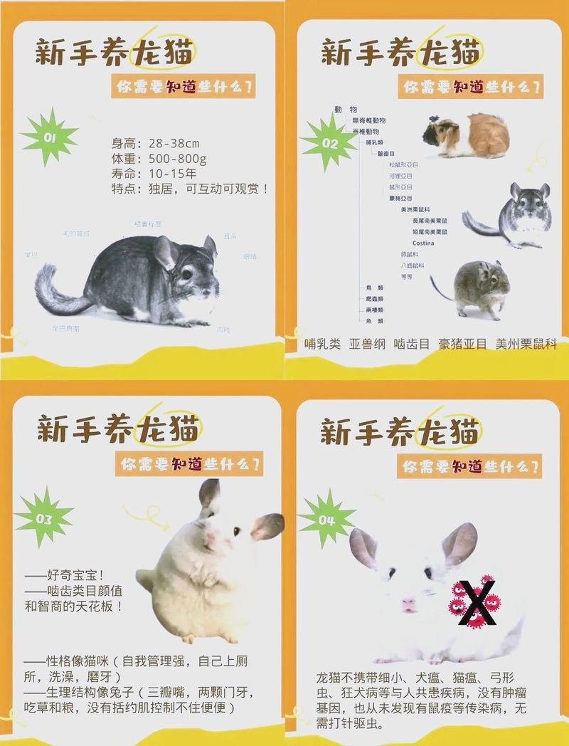 龍魚貓是不是指龍貓：龍貓是什么？
