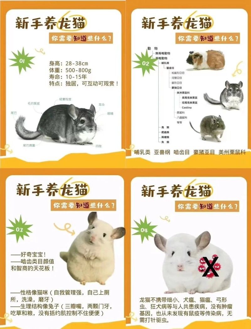 龍魚貓是不是指龍貓：龍貓是什么？